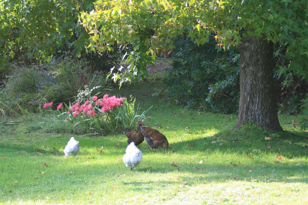 Strathmore Farm B&B Mirboo North Eksteriør billede